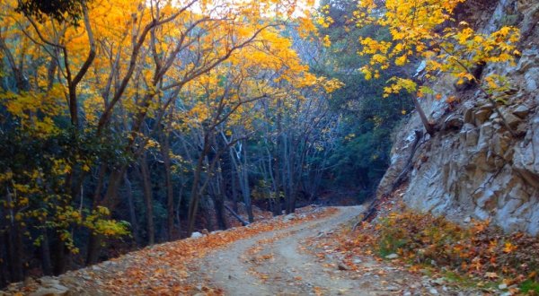 10 Country Roads In Southern California That Are Pure Bliss In The Fall