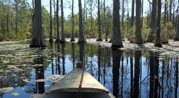 These 5 Amazing Cypress Swamps In South Carolina Will Drop Your Jaw