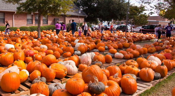 These 7 Charming Pumpkin Patches In New Orleans Are Picture Perfect For A Fall Day