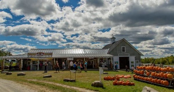 These 11 Charming Pumpkin Patches In Maine Are Picture Perfect For A Fall Day