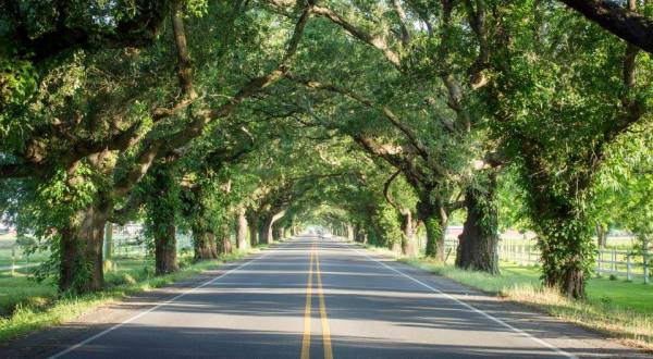 New Orleans Tunnel Of Trees Is Positively Magical And You Need To Visit