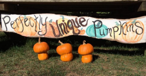 These 10 Charming Pumpkin Patches In Vermont Are Picture Perfect For A Fall Day
