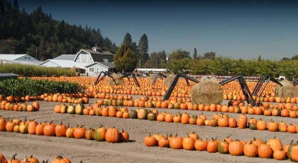 These 12 Charming Pumpkin Patches In Washington Are Picture Perfect For A Fall Day