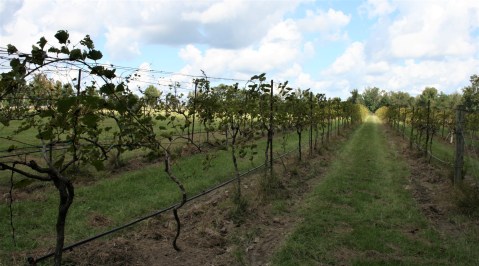 The Most Beautiful Vineyard Around New Orleans