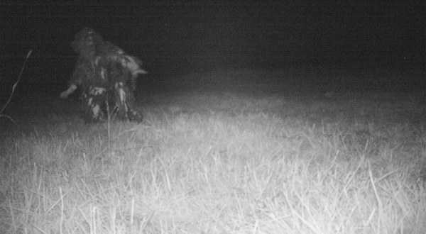 Kansas Police Set Up Wildlife Cam, Capture Something Even Better On Film Instead