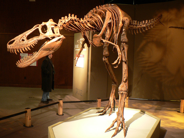 T-Rex skeleton CMNH - Free lectures