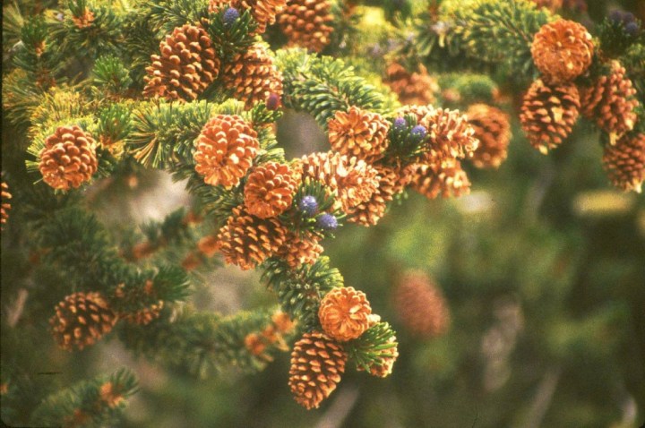 Bristlecone Pine