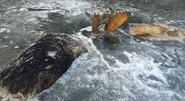 Only In Alaska Can You Find Two Fighting Moose Frozen In Time