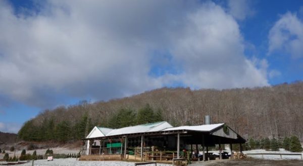 Pick Out Your Own Christmas Tree At These 10 Picture Perfect Farms In Kentucky