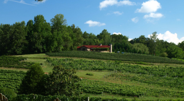 Take These 12 Vineyard Vacations In Georgia For A Unique Getaway