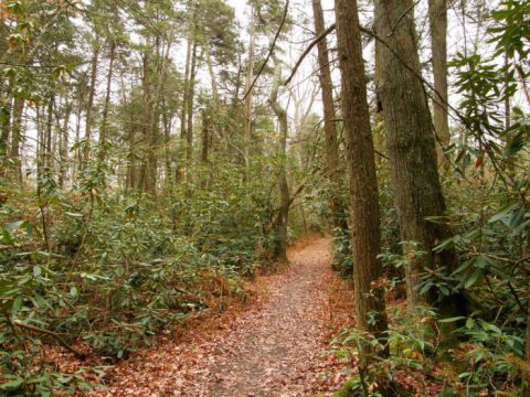 The Haunted Hike In Connecticut That Will Send You Running For The Hills