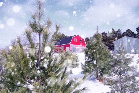 11 Christmas Tree Farms In Nebraska That Will Make Your Holidays Magical