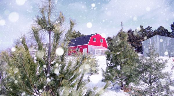 11 Christmas Tree Farms In Nebraska That Will Make Your Holidays Magical