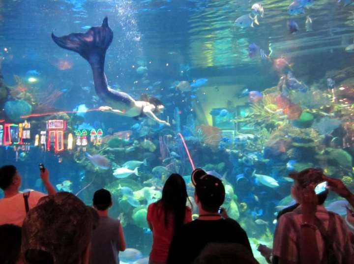 Silverton Casino Aquarium