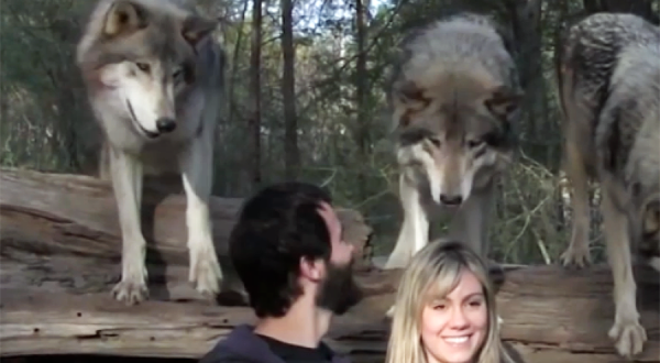 This Unforgettable Wolf Sanctuary In Florida Is An Incredible Experience For You And Your Family