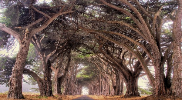 Most People Don’t Know Northern California Has A Tunnel Of Trees And It’s Enchanting