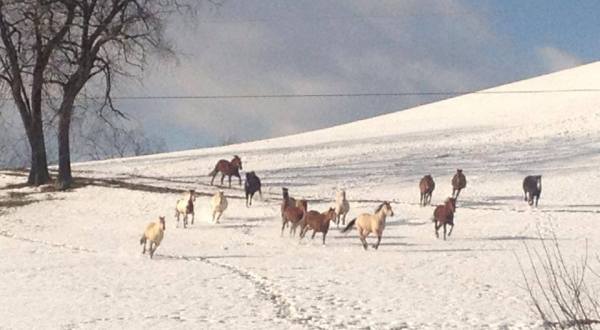 The Winter Horseback Riding Trail In Maryland That’s Pure Magic