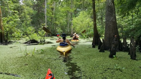Take This Tour to Uncover The Hidden Secrets of Louisiana's Wetlands