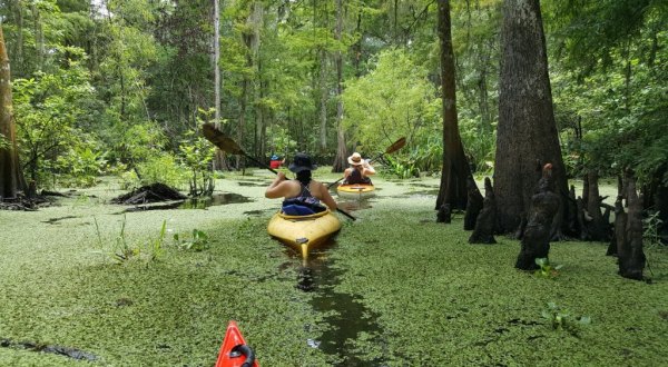 Take This Tour to Uncover The Hidden Secrets of Louisiana’s Wetlands