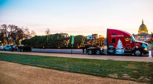 The Amazing Journey America’s Christmas Tree Took From Idaho To The Capitol