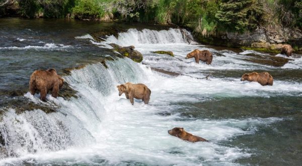 Here Are The 19 Best Places To View Wildlife In Alaska In 2017