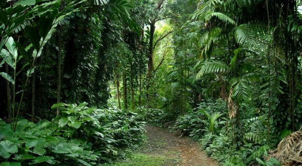The Rainforest Escape In Hawaii That’s Perfect For When You’re Feeling Adventurous