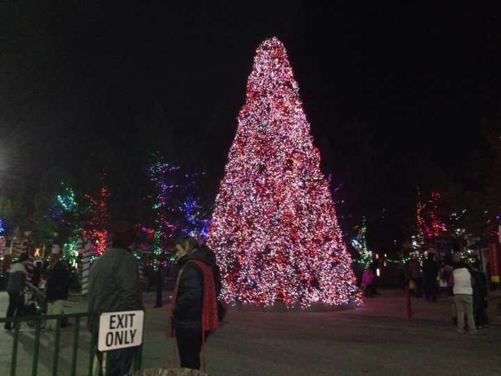 The Magical Forest at Opportunity Village