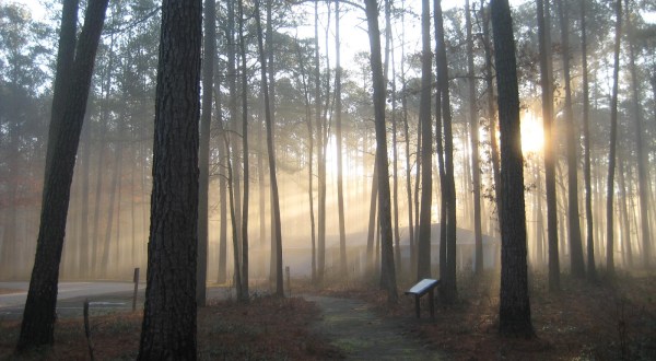 This Haunted Virginia Swamp Is Like Something From A Horror Movie