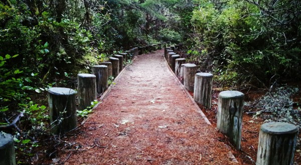Take An Unforgettable Hike Along This Little Known Trail On The Oregon Coast