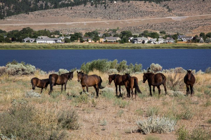 wild horses