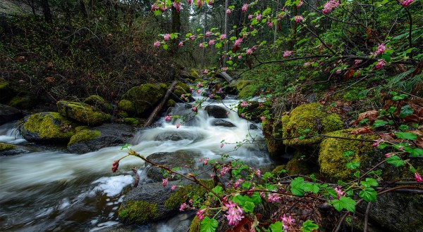 Oregon’s Magical Fairy Ponds Are Almost Too Beautiful To Be Real