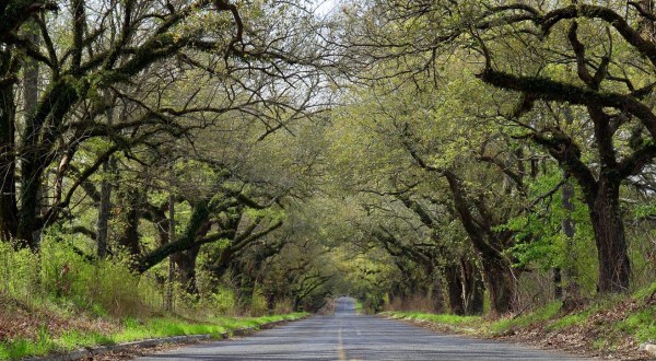 Mississippi’s Tunnel Of Trees Is Positively Magical And You Need To Visit