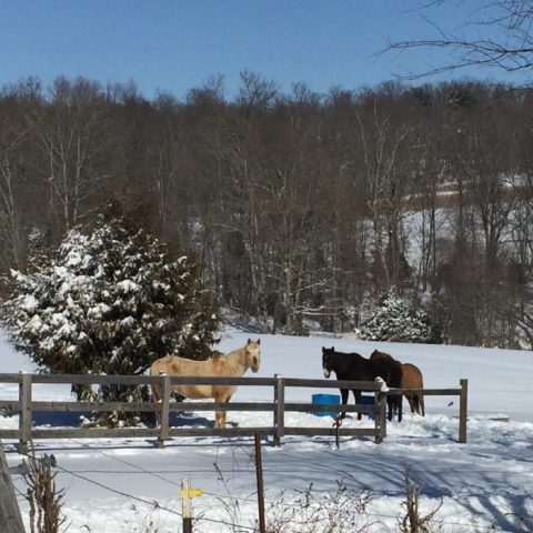 The Winter Horseback Riding Trail In Kentucky That's Pure Magic
