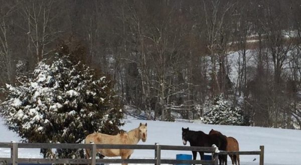 The Winter Horseback Riding Trail In Kentucky That’s Pure Magic