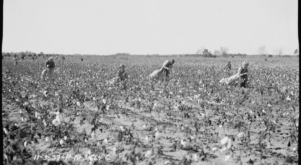 These 15 Rare Photos Show Alabama’s Agricultural History Like Never Before