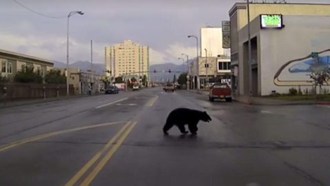 The Epic Police Chase That Will Go Down In Alaskan History