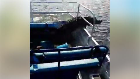 What A Gator Did To These Boaters In Florida Will Freak You Out