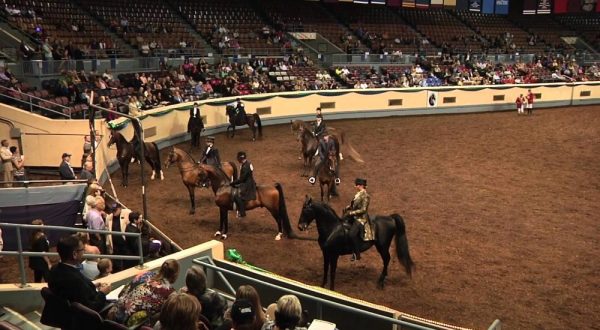 Oklahoma Is The Horse Show Capital Of The World And Here’s Why
