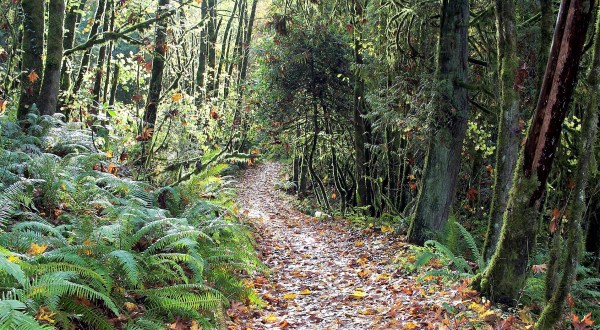 The Easy 1-Mile Winter Hike In Portland That’s Positively Bewitching
