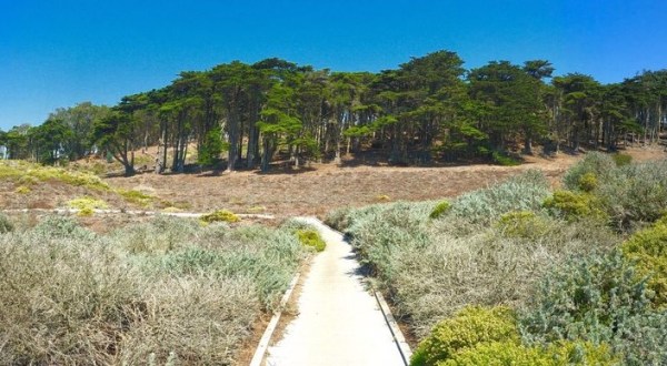 The Easy 1-Mile Winter Hike In San Francisco That’s Positively Bewitching