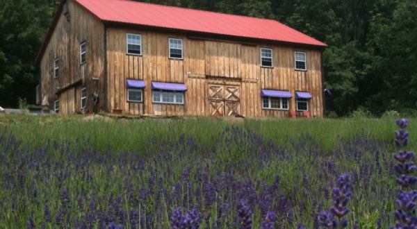 The Beautiful Lavender Farm Hiding In Plain Sight In Pennsylvania That You Need To Visit