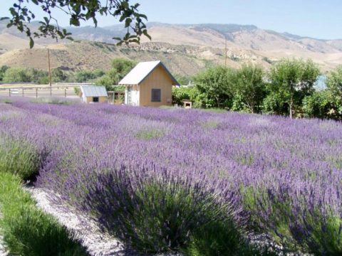 The Beautiful Lavender Farm Hiding In Plain Sight In Nevada That You Need To Visit