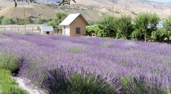The Beautiful Lavender Farm Hiding In Plain Sight In Nevada That You Need To Visit