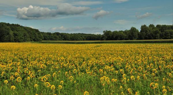 The Beautiful Sunflower Farm Hiding In Plain Sight In Illinois That You Need To Visit