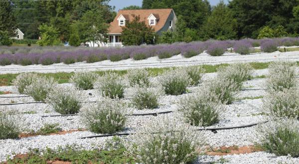 The Beautiful Lavender Farm Hiding In Plain Sight In South Carolina That You Need To Visit