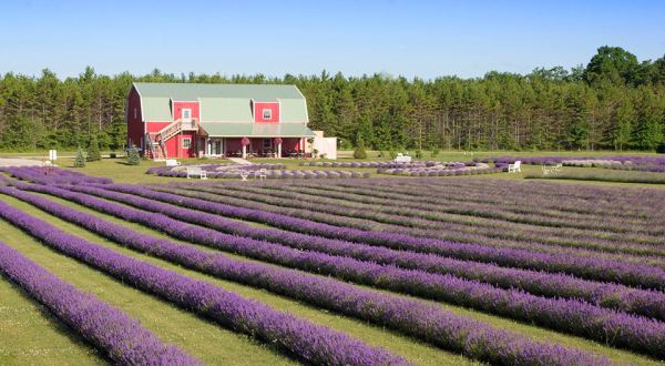 A Beautiful Lavender Farm In Wisconsin, Fragrant Isle Is Serene And Stunning