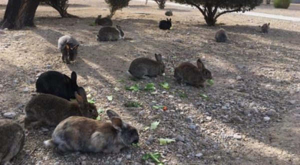 Hordes Of Feral Bunnies Are Taking Over A Major Nevada City And Nobody Knows What To Do