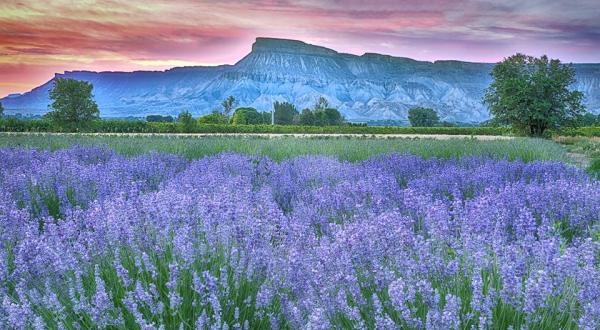 A Beautiful Lavender Farm In Colorado, Sage Creations Organic Farm Is Serene And Stunning
