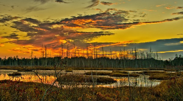 11 Insanely Beautiful Photos Of New Jersey’s Pinelands That Will Make You Want To Visit