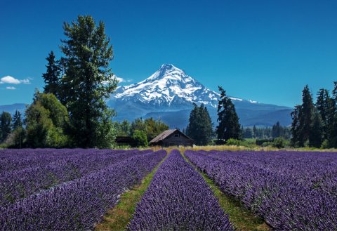 A Beautiful Lavender Farm In Oregon, Lavender Valley Is Serene And Stunning
